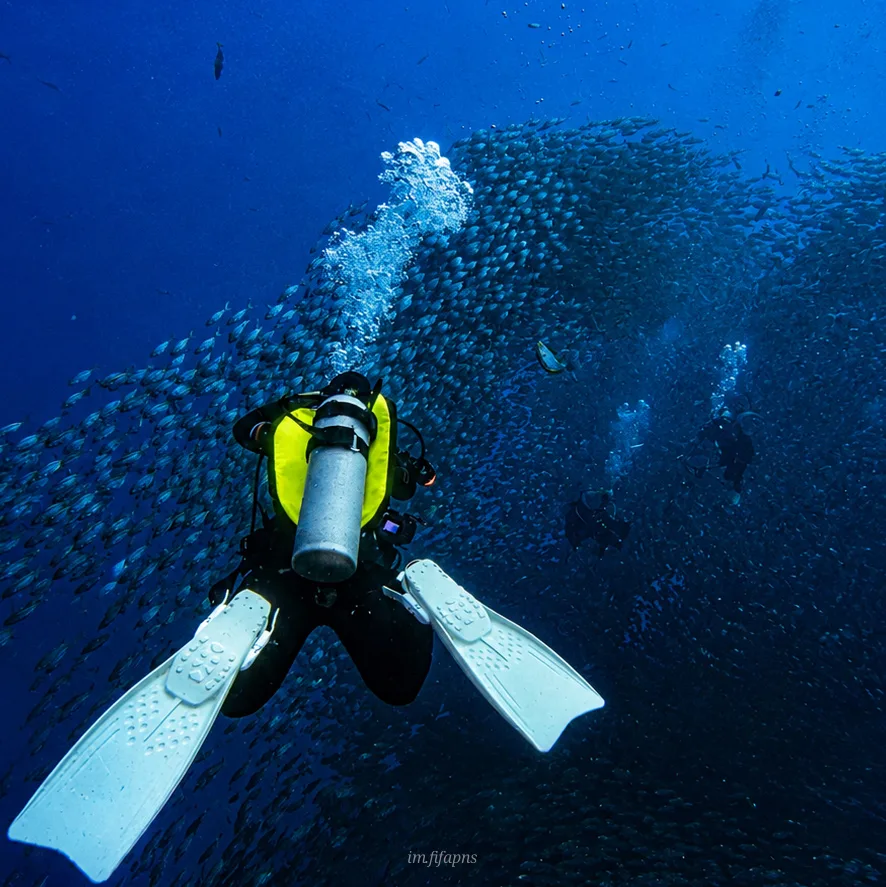 Diver swimming beneath a school of fish