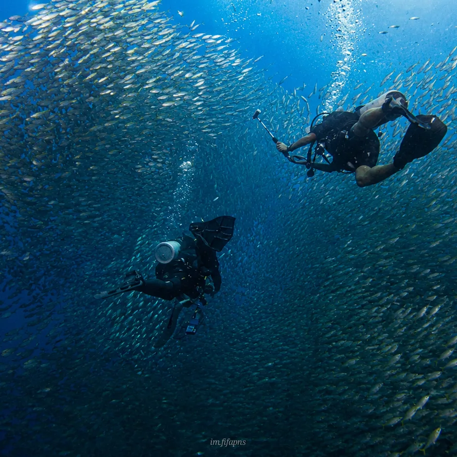 Fun divers swimming through a school of fish in Koh Tao