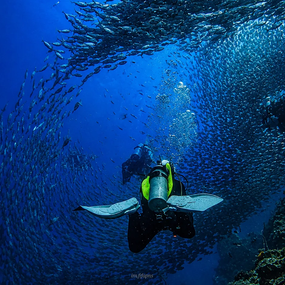 Scuba diver beneath a massive school of fish in Koh Tao