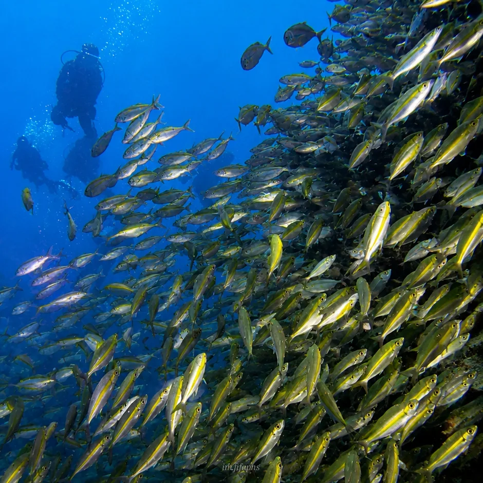 Diver moving through a wall of fish