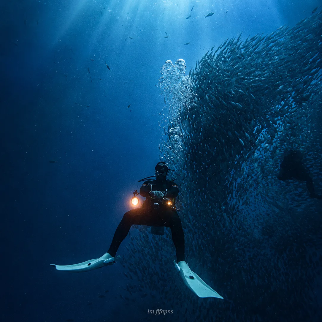 Diver shining a light into a tunnel of fish