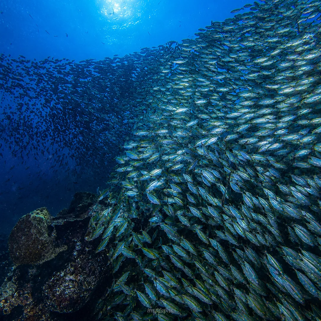 Large swirling bait ball underwater