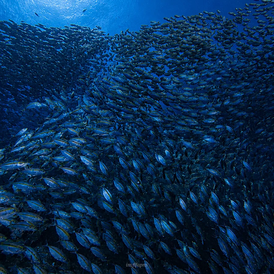 Dense school of fish in blue tropical water