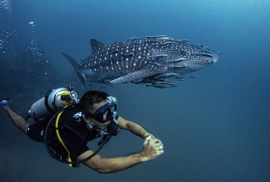 a man in scuba gear swimming with a whale shark.