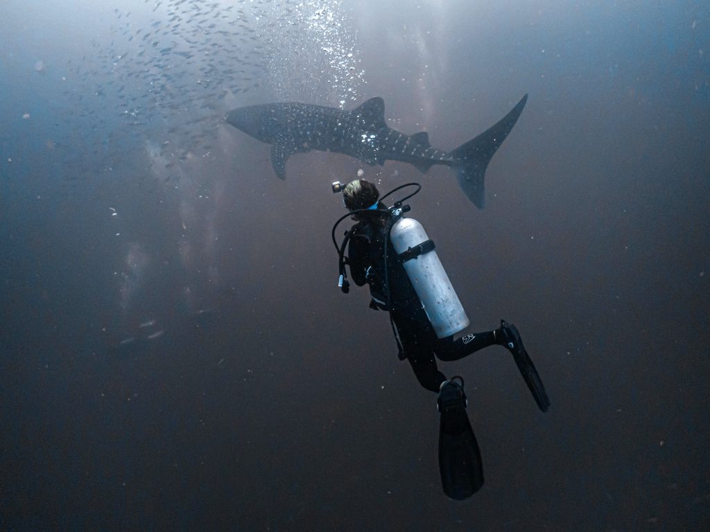 Scuba diving,Koh Tao,learn to scuba dive,Koh Tao,PADI Open Water Diver course,Koh Tao,Koh Tao scuba diving courses,best scuba diving schools,Koh Tao,Koh Tao diving experience,Koh Tao Scuba Club,Koh Tao Scuba Club Open Water course,scuba diving Thailand,beginner scuba diving