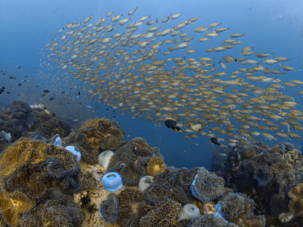 A scuba diver underwater reaching out toward a large school of yellow fish, surrounded by clear blue water, showcasing the vibrant marine life of Koh Tao.