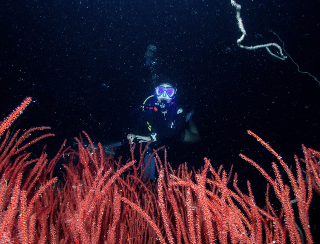 Scuba diving,Koh Tao,learn to scuba dive,Koh Tao,PADI Open Water Diver course,Koh Tao,Koh Tao scuba diving courses,best scuba diving schools,Koh Tao,Koh Tao diving experience,Koh Tao Scuba Club,Koh Tao Scuba Club Open Water course,scuba diving Thailand,beginner scuba diving