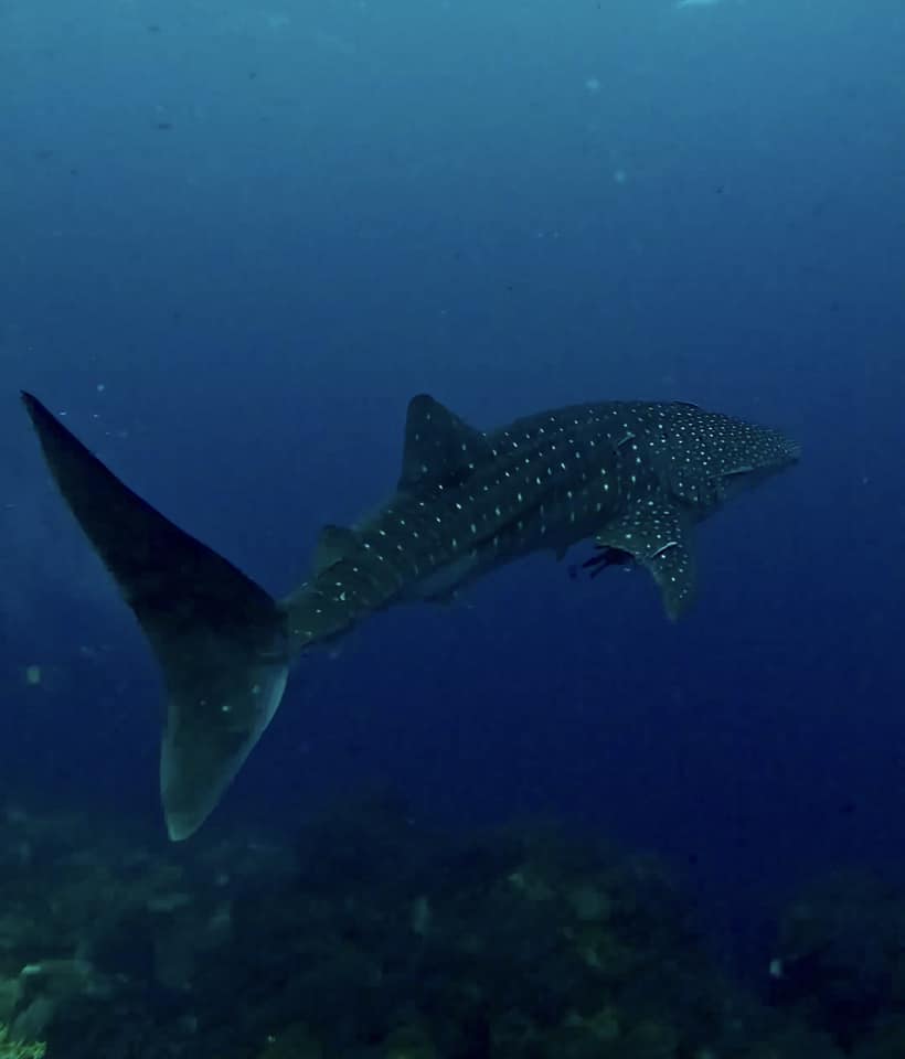 Whale shark swimming gracefully underwater in the clear blue waters of Koh Tao, surrounded by schools of fish.