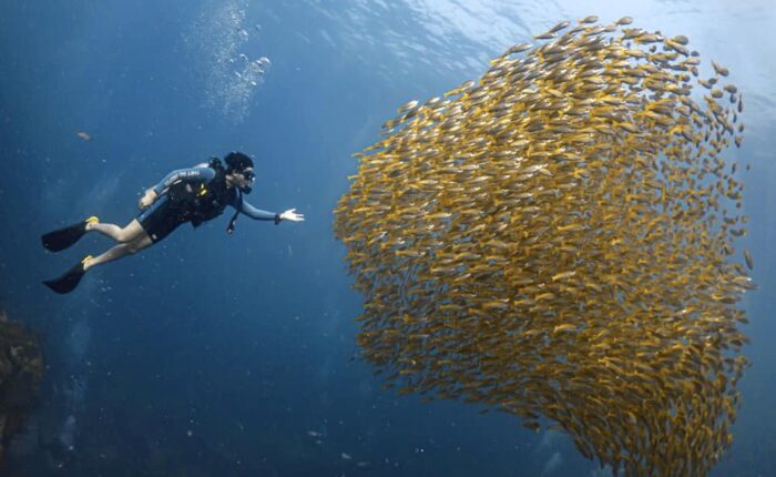 Scuba diver exploring a vibrant school of yellow fish in the clear blue waters of Koh Tao, Thailand – perfect for learning scuba diving and discovering marine life.