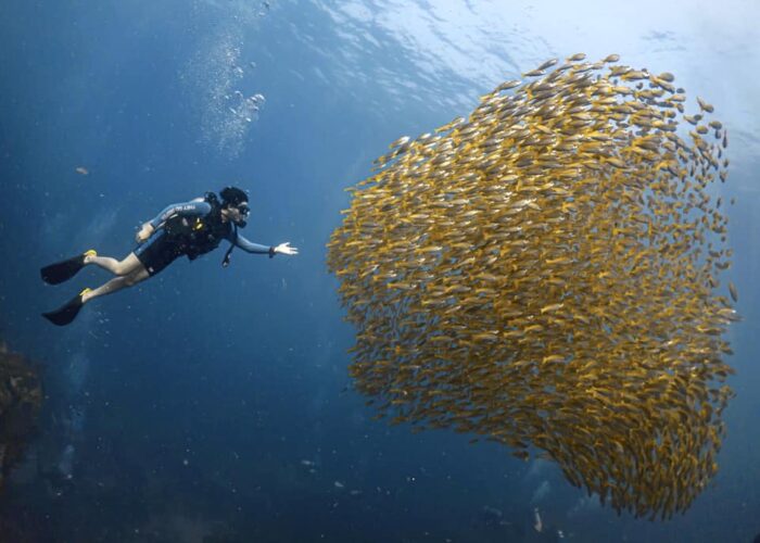 Scuba diver exploring a vibrant school of yellow fish in the clear blue waters of Koh Tao, Thailand – perfect for learning scuba diving and discovering marine life.