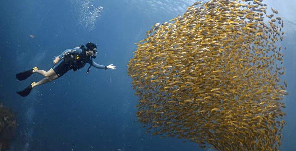 Scuba diver exploring a vibrant school of yellow fish in the clear blue waters of Koh Tao, Thailand – perfect for learning scuba diving and discovering marine life.